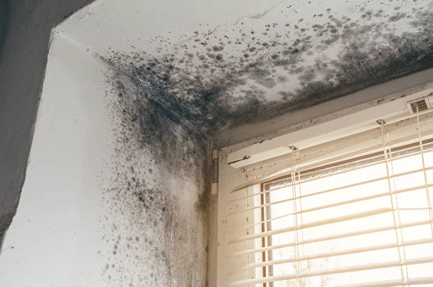 Affordable Hvac And Air Duct Mold Remediation solutions in Allentown, NJ